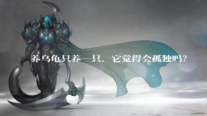 养乌龟只养一只，它觉得会孤独吗？